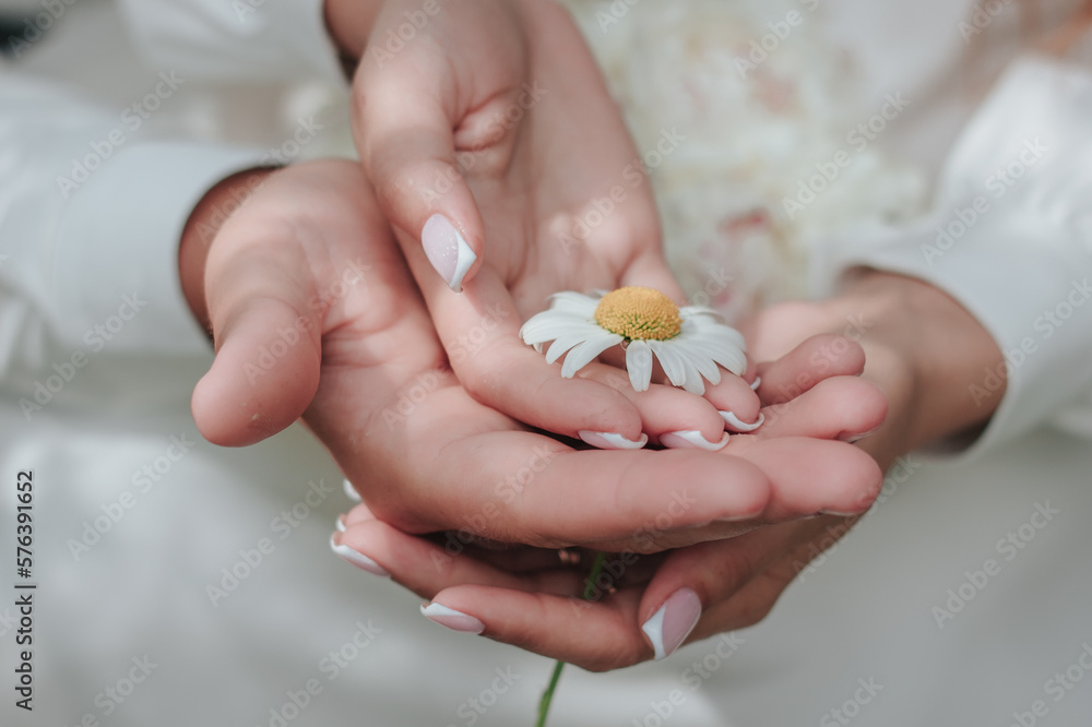 Chamomile flower in the hands of lovers. The concept of herbal medicine and enjoying life. Summer mood.