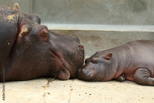 hippopotamus mother and baby