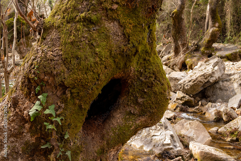 Obraz premium A forest stream surrounded by tree trunks covered with moss