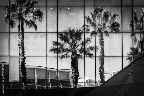Wide view of reflection of palm trees on building facade black and white in Porto, Portugal,