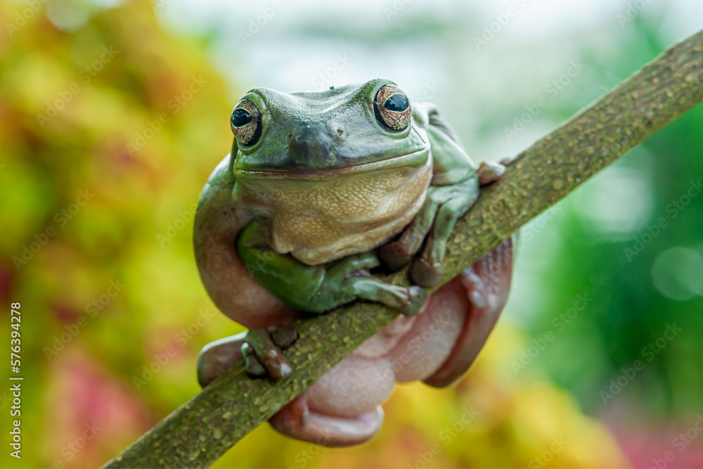 Close up photo of an Australian green tree frog photographed at an amusement park Close up photo of an Australian green tree frog photographed at an amusement park