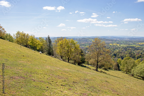 Summer trees along the Malvern hills of the UK.