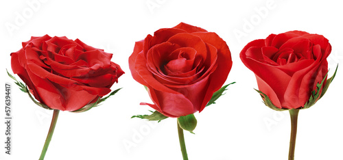 rosas vermelhas em fundo transparente - flor rosa vermelha photo