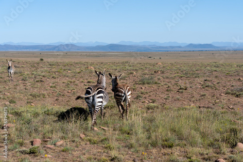 two zebras walking into the savannah photographed from behind on a sunny day in mountain zebra national park 