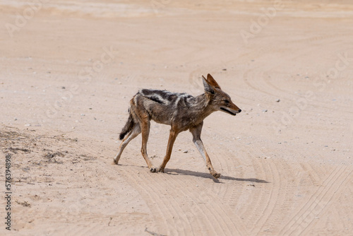 Black backed jackal running across the sand road in kgalagadi trans frontier park south africa