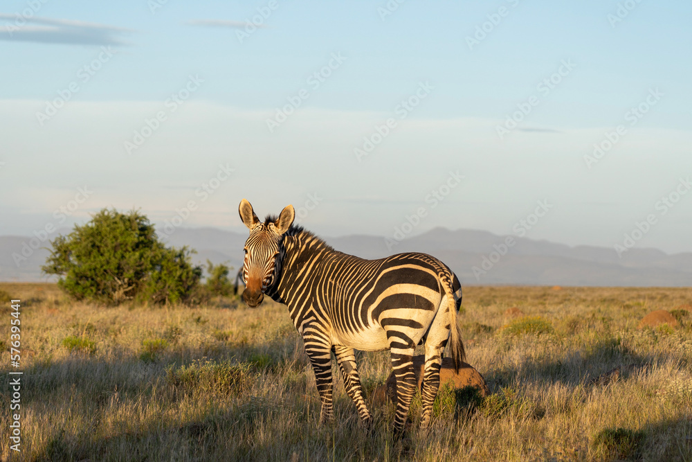 Obraz premium Side photo of mountain zebra looking into the camera bathed in golden light of the sunset in Mountain Zebra National Park, South Africa 