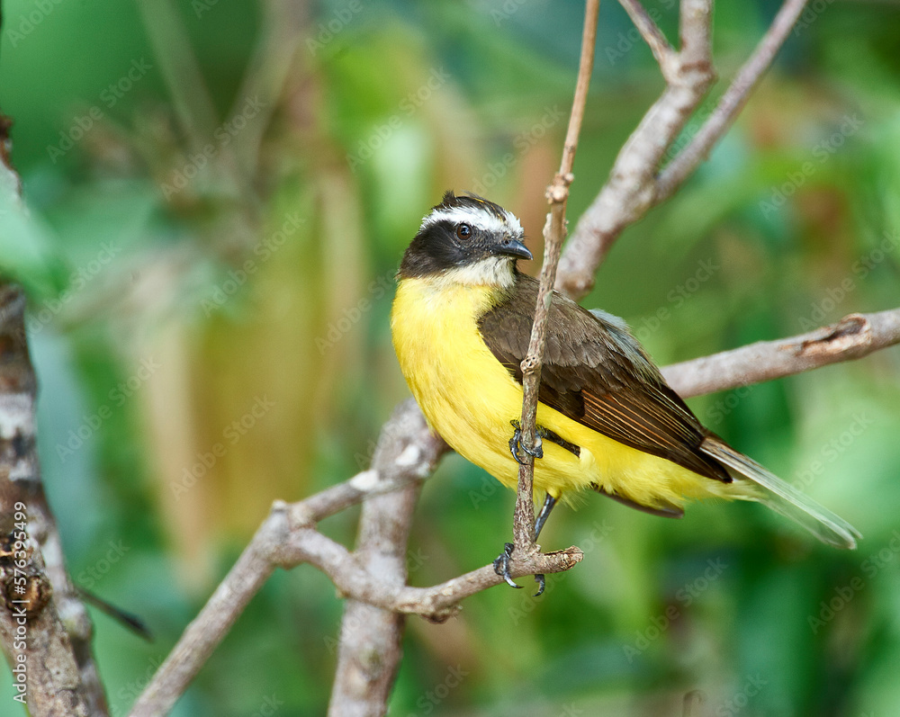 Naklejka premium Lesser Kiskadee (Philohydor lictor), Araras Ecolodge, Mato Grosso, Brazil 