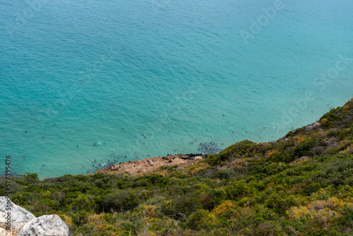 Picture of seals playing in the turquoise colored ocean from a cliff with the green cliffside below in Robberg Nature Reserve South Africa on the garden route 