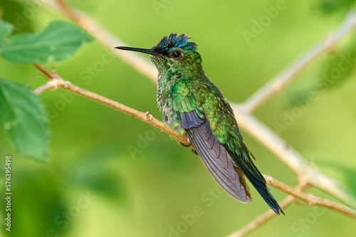 Sapphire-spangled Emerald Hummingbird (Amazilia rondoniae), Mangueiras Ranch,  Bairro da Ponte Nova, Sao Paulo, Brazil  photo