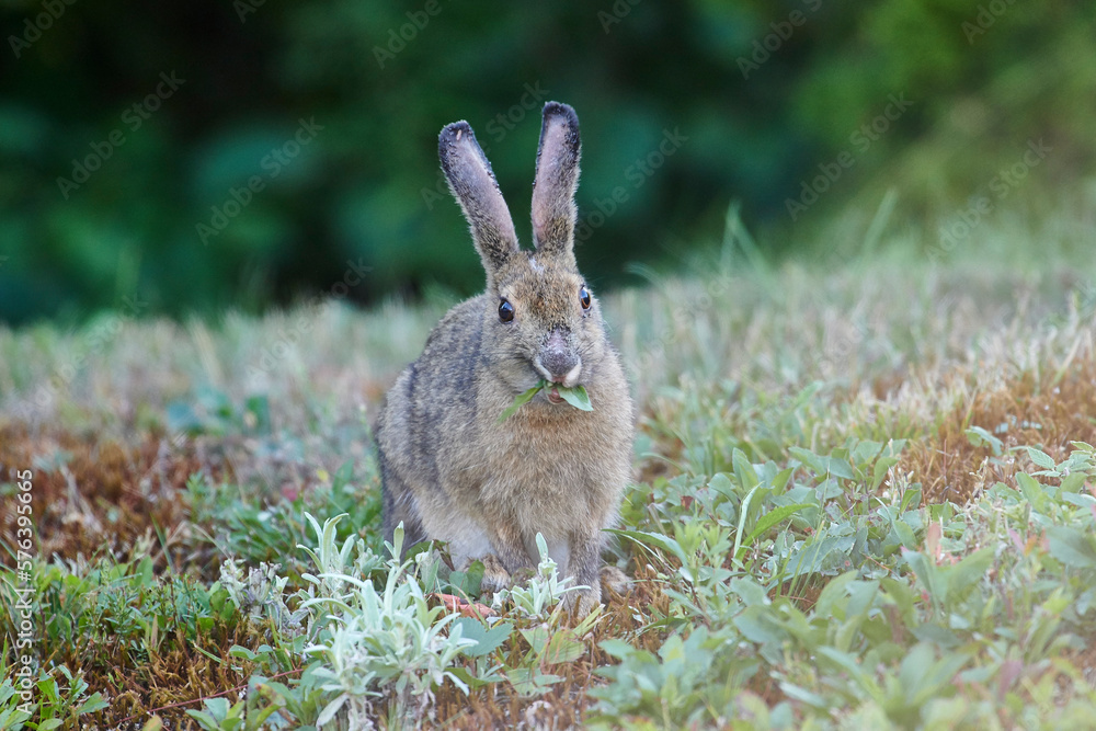 Fototapeta premium Snowshoe Hare (Lepus americanus) in summer coat, Cherry Hill, Nova Scotia, Canada