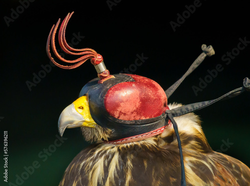 Raptor hawk with helmet. Domesticated and trained for hunting sport
