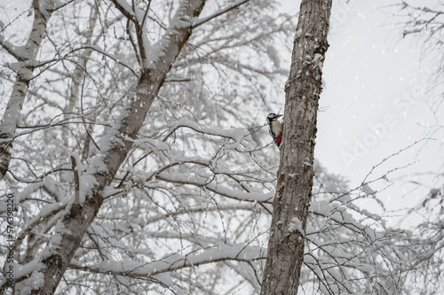 Adult male woodpecker on th...