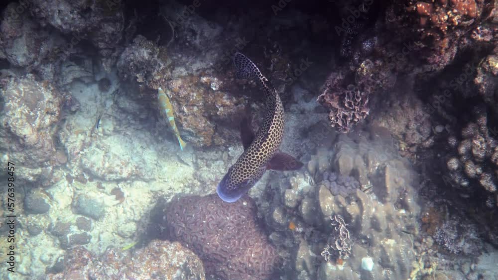 Coral Reef and Tropical many-spotted sweetlips fish swimming among hard corals Coral Reef and Tropical many-spotted sweetlips fish swimming among hard corals