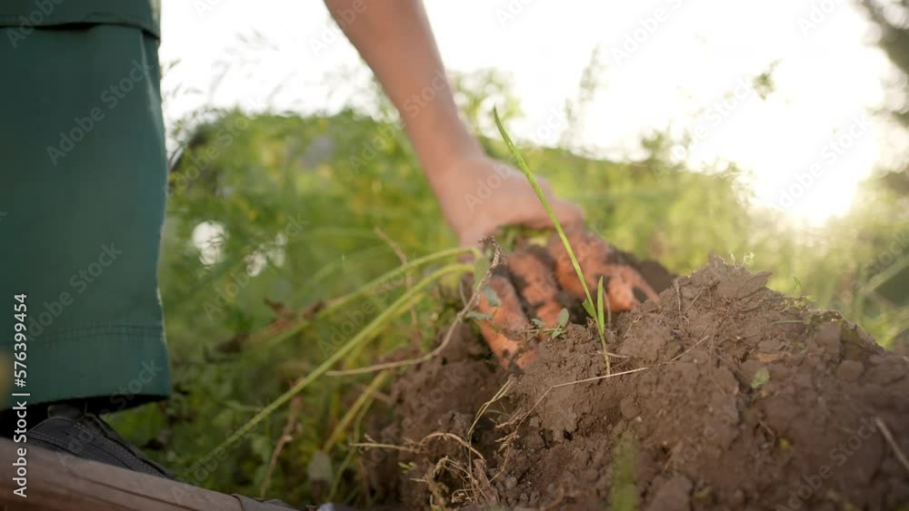 Close up of farmer man hands worker picking pulling out fresh carrots. Gardener at sunset field. Farming harvesting, Farm Harvest Crop concept. Natural food organic fresh vegetables. Agribusiness Close up of farmer man hands worker picking pulling out fresh carrots. Gardener at sunset field. Farming harvesting, Farm Harvest Crop concept. Natural food organic fresh vegetables. Agribusiness