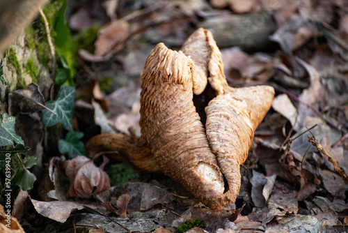 Winter mushroom Cortinarius cinnamomeus