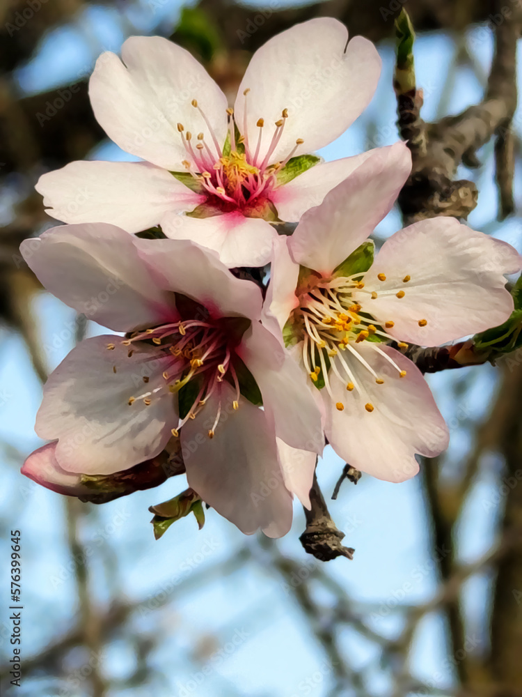 Fototapeta premium Flores de almendro en primavera