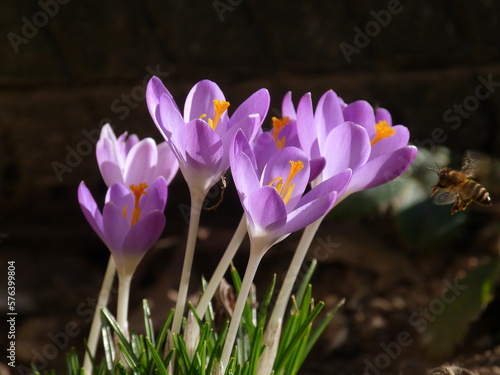 crocus  in spring with bee