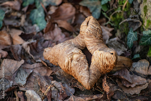 Winter mushroom Cortinarius cinnamomeus photo