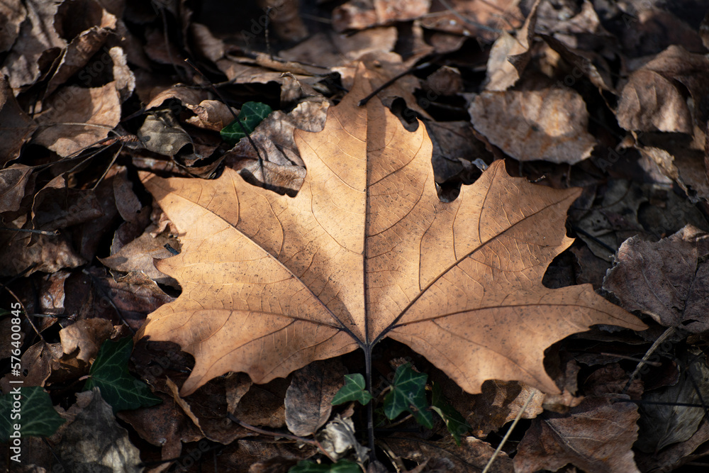 dry leaf to be collected in autumn dry leaf to be collected in autumn