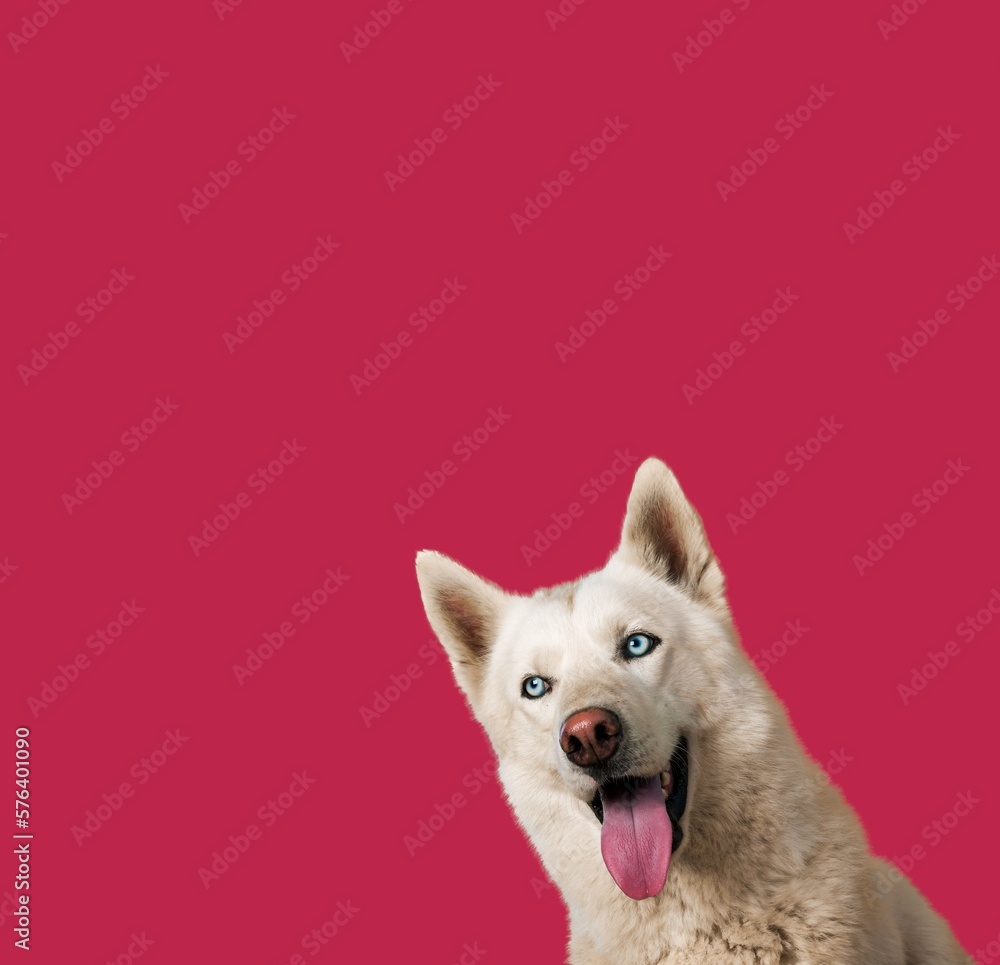 Funny cute young dog on colored background Funny cute young dog on colored background