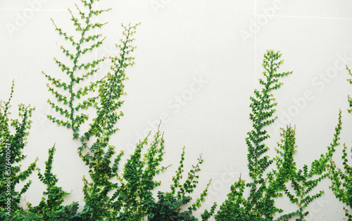 Green ivy plants and white wall background.