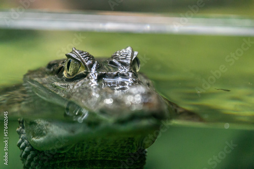 Ojos de cocodrilo asomando  por el agua Fototapet