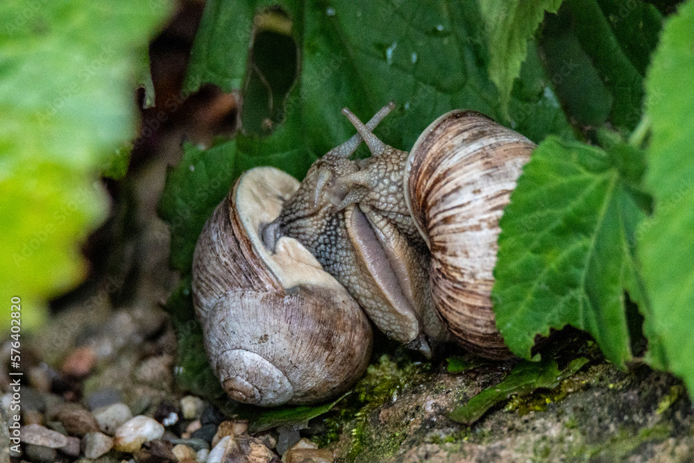 Fototapeta premium Schnecken bei der Paarung