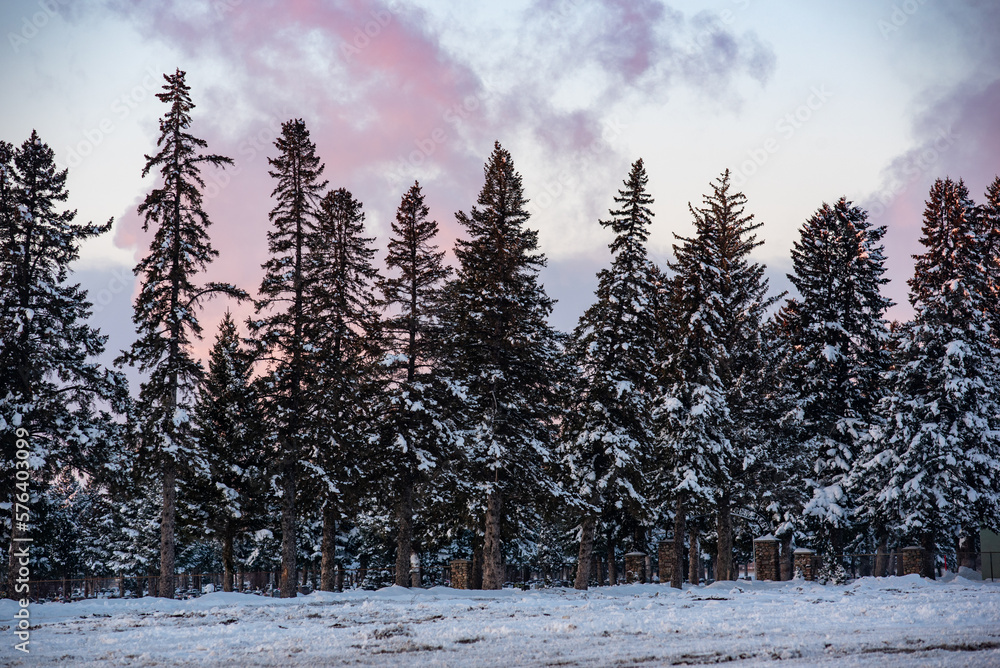 Fototapeta premium winter landscape with trees in sunset