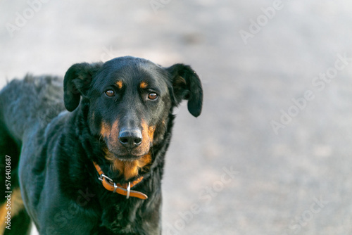 Perro de colos negro y morro marrón photo