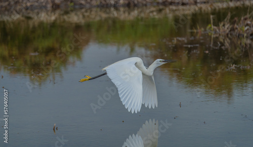 Wallpaper Mural Grey Heron - Ardea cinerea, large common gray heron from lakes and rivers
 Torontodigital.ca