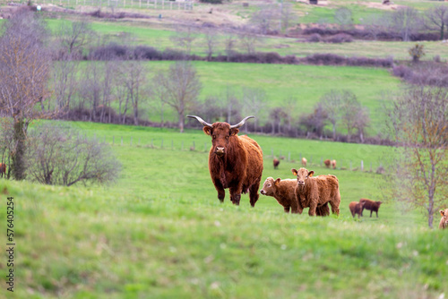 Vacas de la raza salers en un prado
