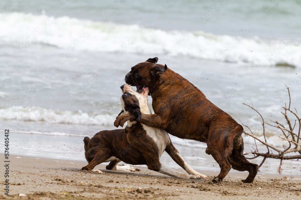 Perros jugando, peleándoselos en la playa Perros jugando, peleándoselos en la playa