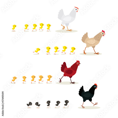 Colorful walking hens with chicks set. Vector illustration isolated on white background