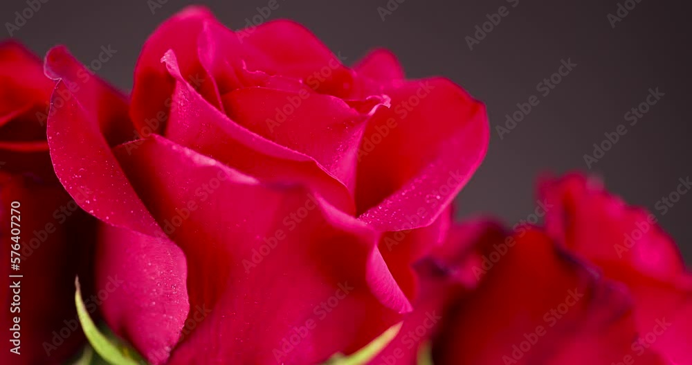 A beautiful red rose covered with drops of water, a fresh red rose covered with drops of clear transparent water A beautiful red rose covered with drops of water, a fresh red rose covered with drops of clear transparent water