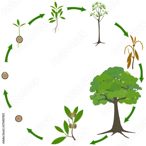 Life cycle of a quercus austrocochinchinensis tree on a white background.
