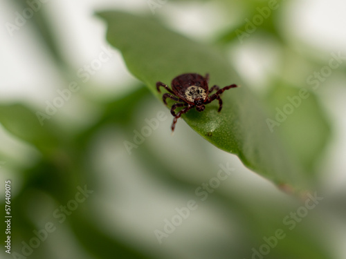 Infectious parasitic insect Dermacentor Dog Tick Arachnid on a green plant leaf. Insect.
