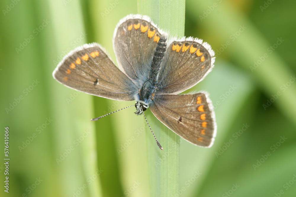 Obraz premium Closeup of brown hairstreak argus butterfly, Aricia agestis, with open wings on grass