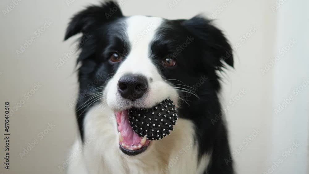 Pet activity. Funny puppy dog border collie holding toy ball in mouth on white background. Purebred pet dog wants to playing with owner. Love for pets friendship companion concept Pet activity. Funny puppy dog border collie holding toy ball in mouth on white background. Purebred pet dog wants to playing with owner. Love for pets friendship companion concept