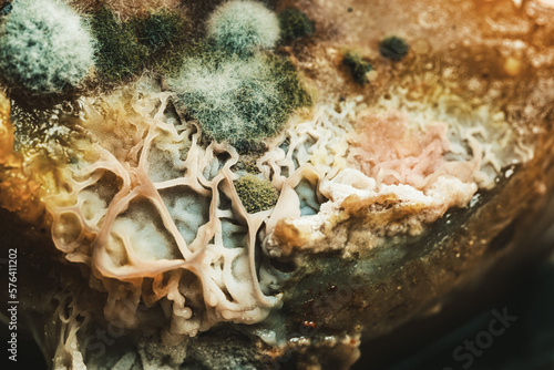 mold growth cultures on chicken and potatoes macro photograph