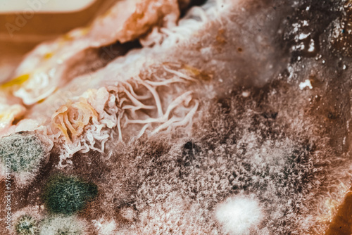 mold growth cultures on chicken and potatoes macro photograph