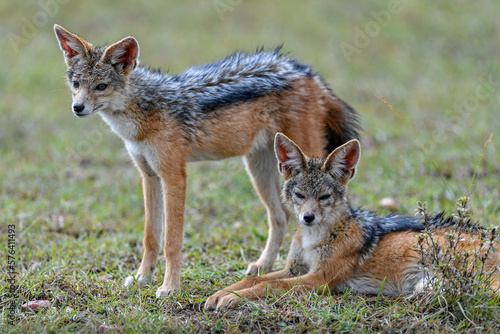 jackal  in the wild of Africa photo