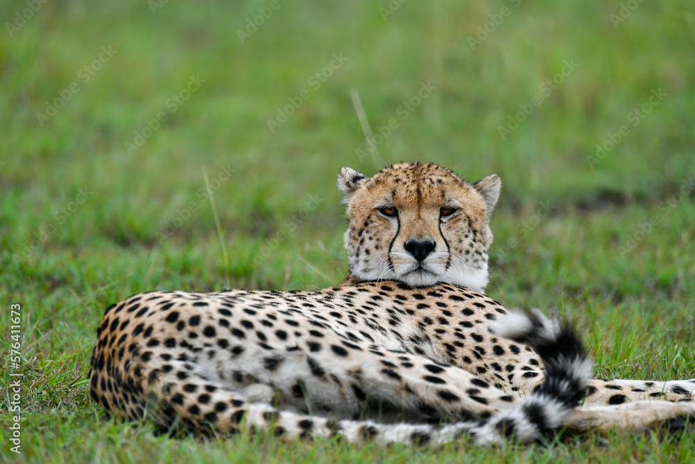 cheetah in the vast wilderness of Africa cheetah in the vast wilderness of Africa