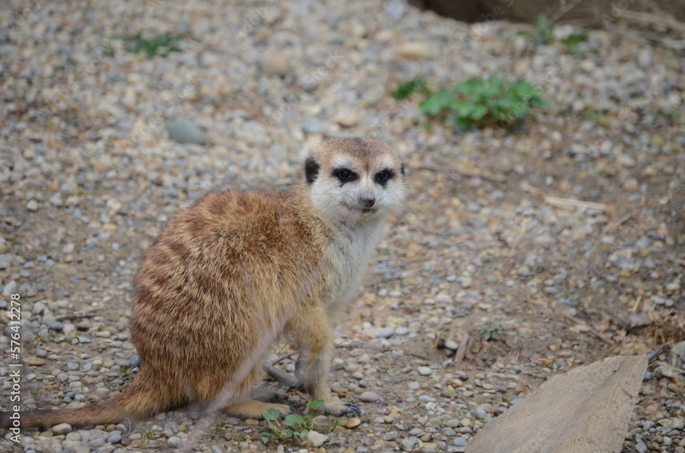 Fototapeta premium meerkat on the lookout