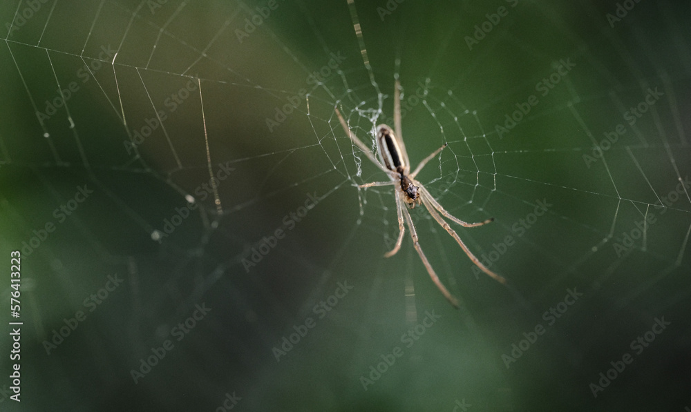 striped crab spider eating a small gnat or mite macro photograph striped crab spider eating a small gnat or mite macro photograph