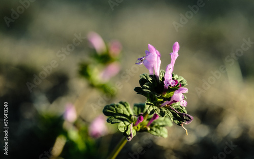 henbit purple flowering weed flower closeup