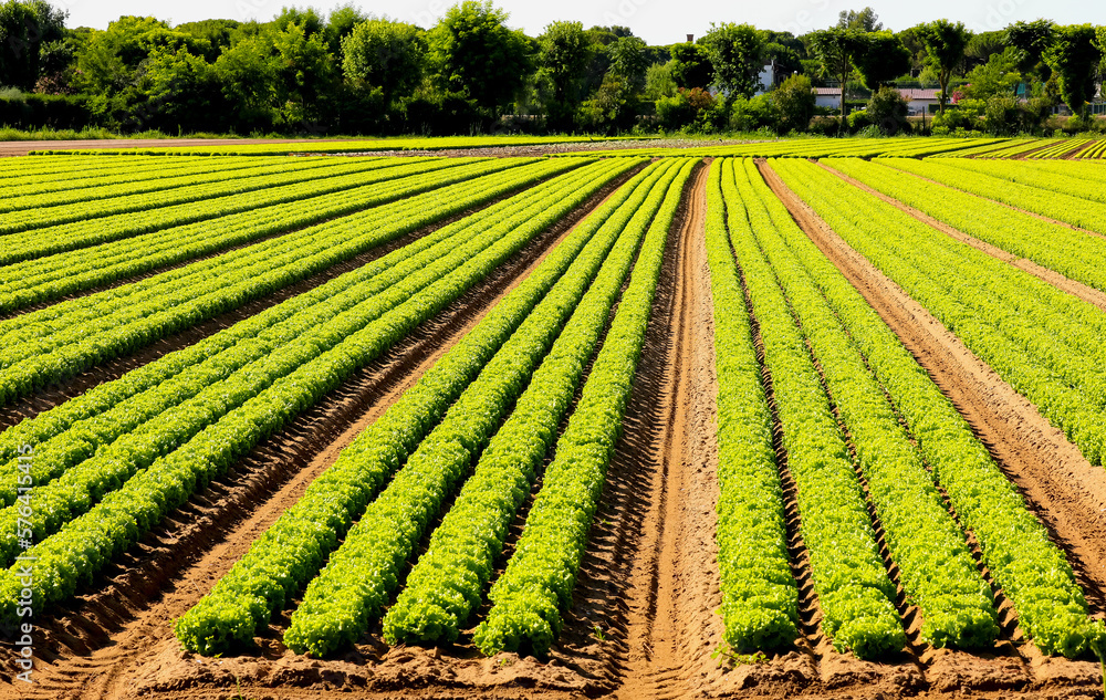cultivated field of fresh green lettuce in the plain