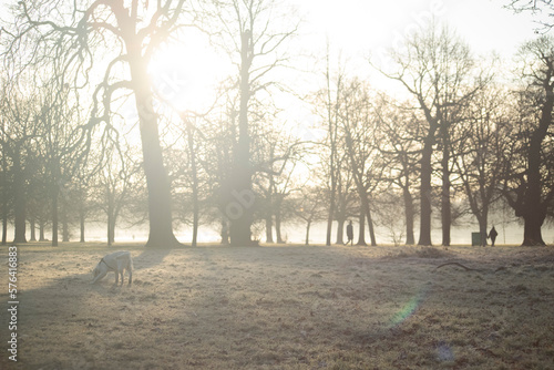 morning in the forest