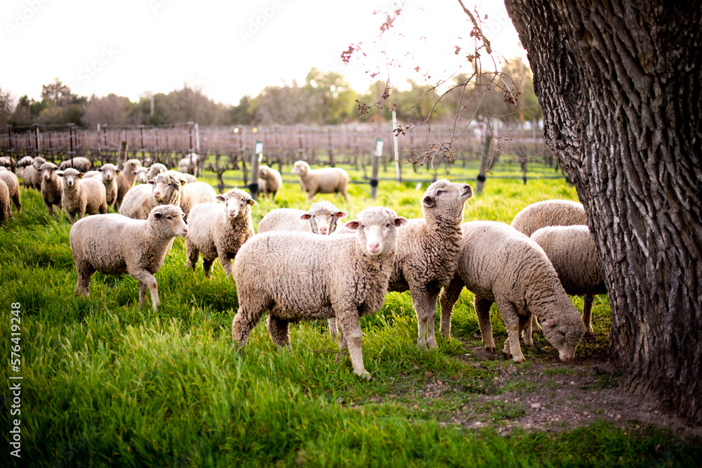 Obraz premium sheep grazing in Santa Ynez