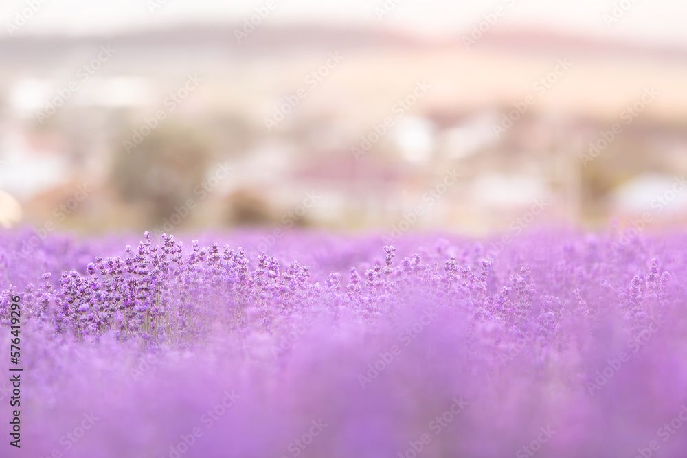 Obraz premium Lavender bushes closeup on sunset. Sunset gleam over purple flowers of lavender. Provence region of France.