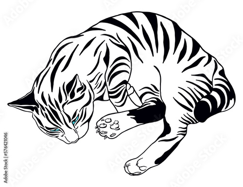 Duży, czarno-biały kot z niebieskimi oczami. Leżący, pręgowany kotek. Portret kota, pasiastego jak tygrys.  Rysunek, ilustracja wektorowa.